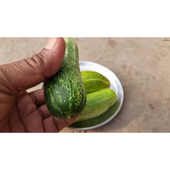 Natural Cucumber 